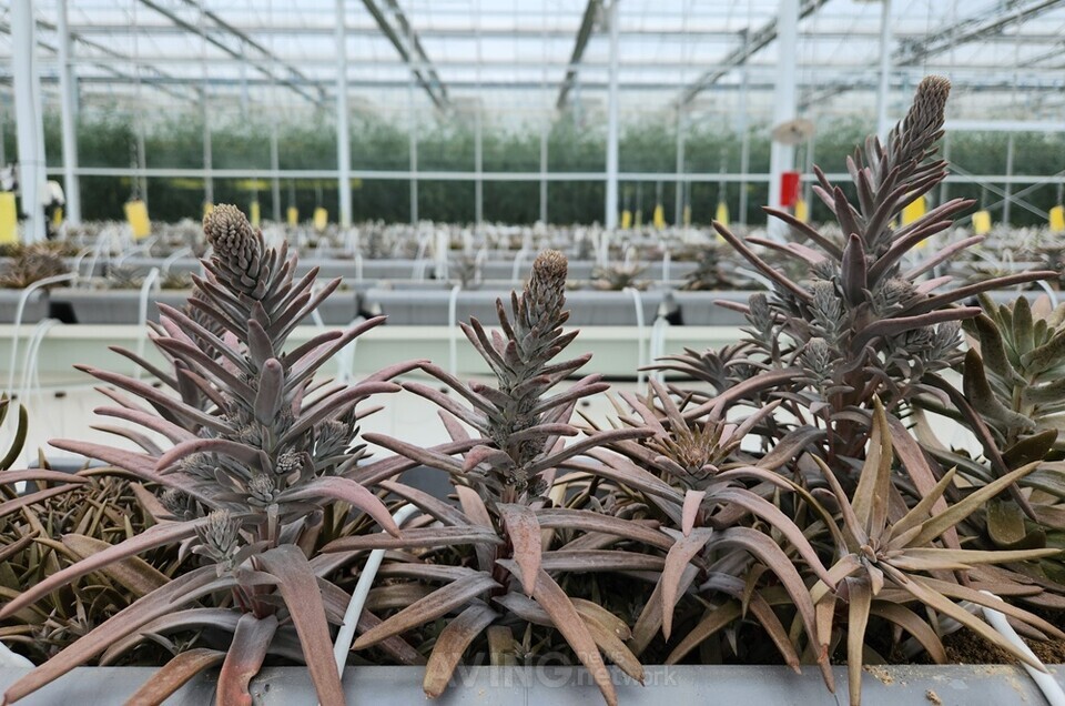 파이토에코, 2025 농식품 테크 스타트업 창업 박람회 참가... 국산 와송... - 뉴스 썸네일 이미지